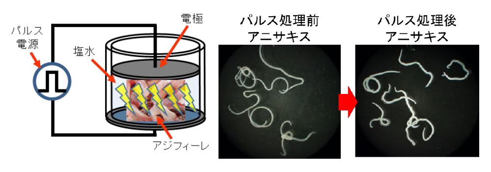 大電流でアニサキス殺虫 熊本大学とジャパンシーフーズが開発 グルメ Watch