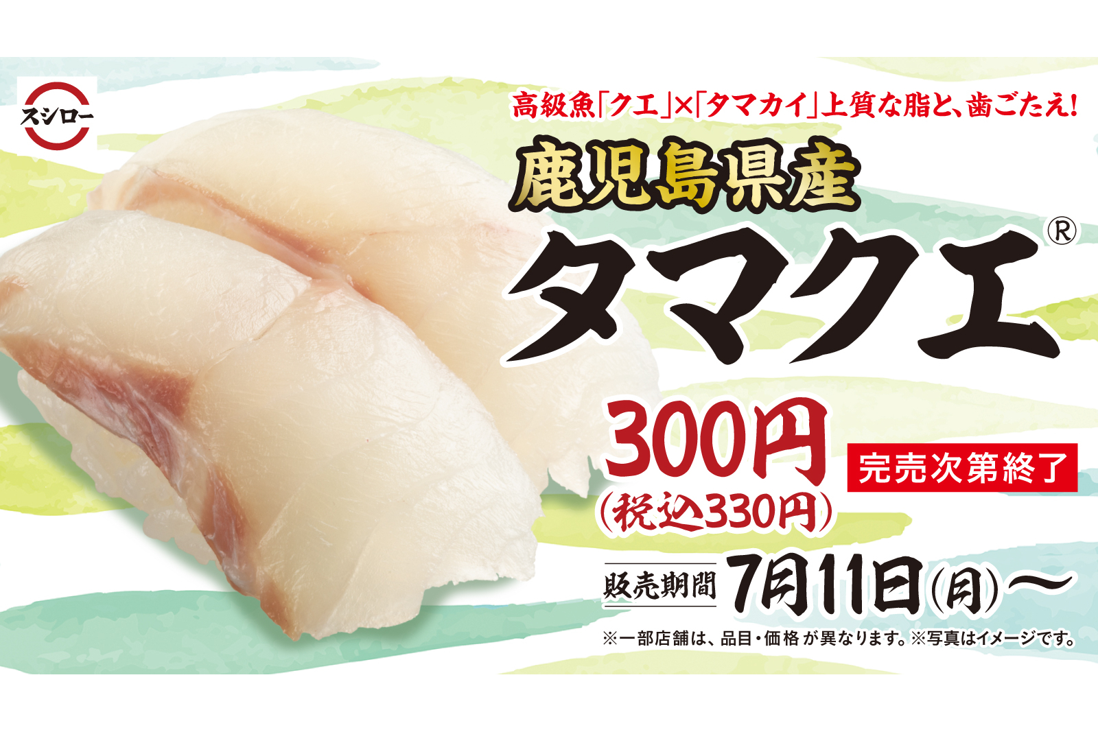 スシロー 高級魚クエ タマカイのハイブリッド養殖魚 鹿児島県産タマクエ 上品な味わいとしっかりとした身質 グルメ Watch